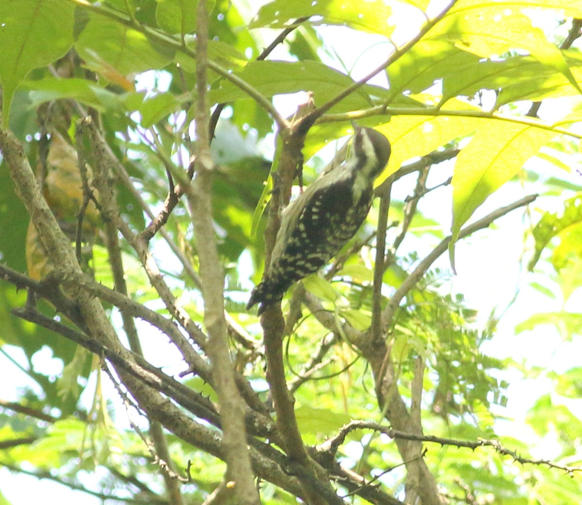 Brown-capped Pygmy Woodpecker - ML623877235