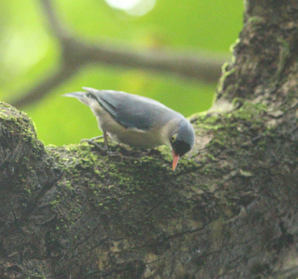 Velvet-fronted Nuthatch - ML623877256