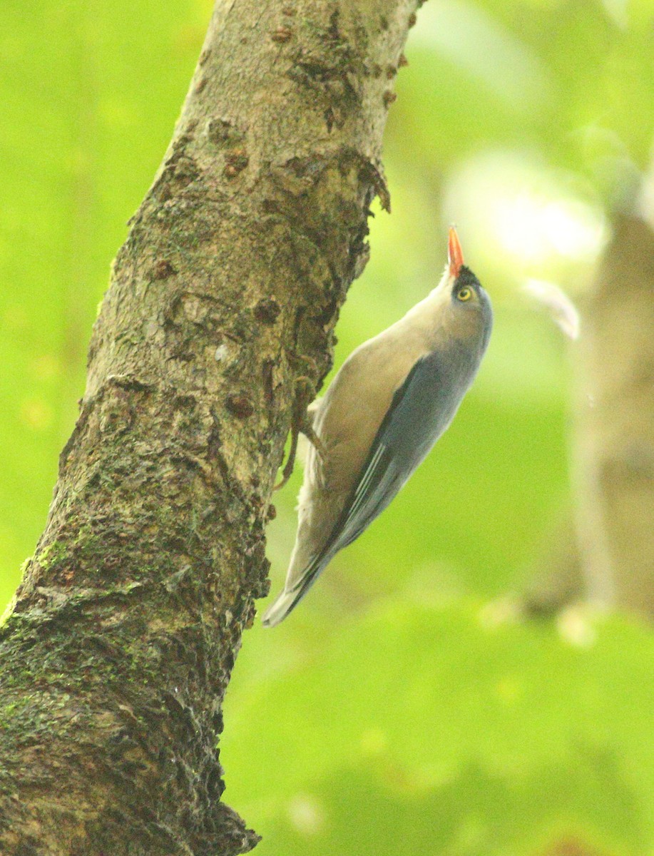 Velvet-fronted Nuthatch - ML623877257