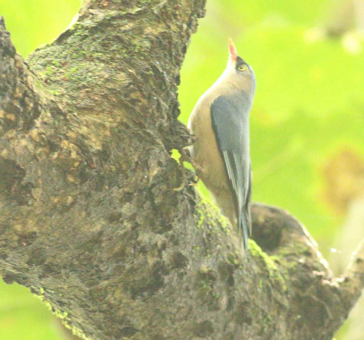 Velvet-fronted Nuthatch - ML623877259