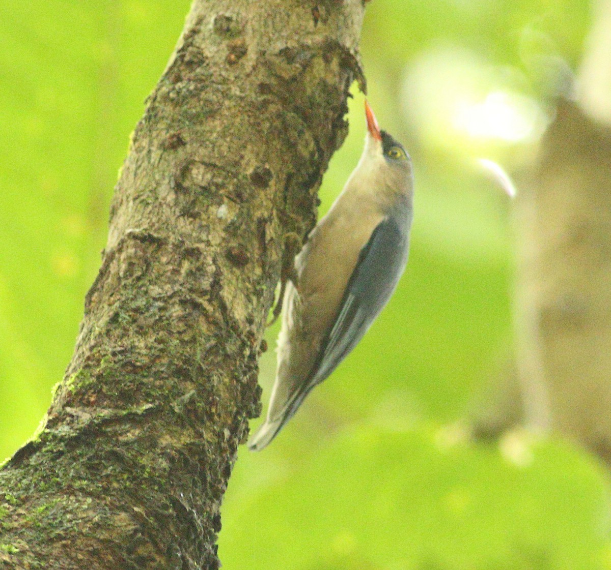 Velvet-fronted Nuthatch - Savio Fonseca (www.avocet-peregrine.com)