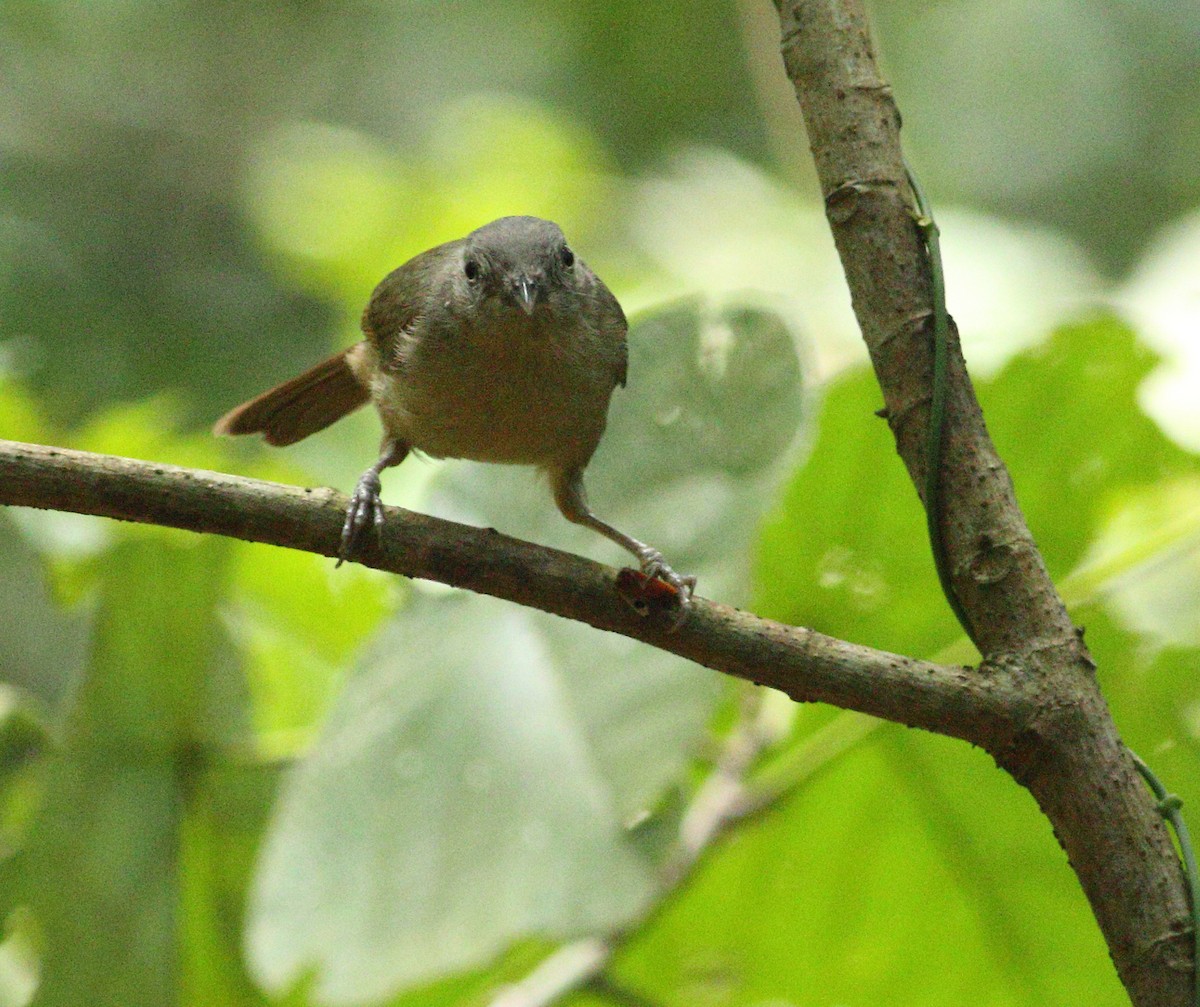 Brown-cheeked Fulvetta - Savio Fonseca (www.avocet-peregrine.com)