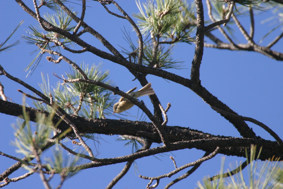 Buff-breasted Flycatcher - ML623877291