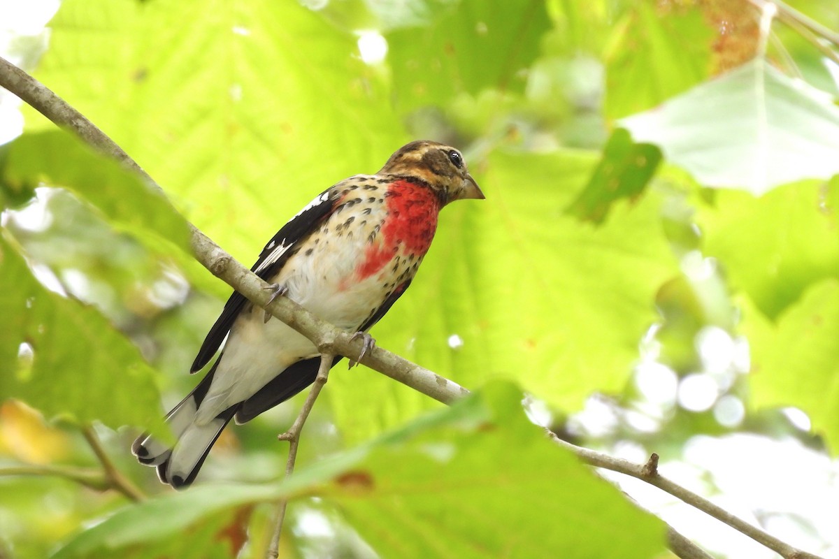 Rose-breasted Grosbeak - ML623877297