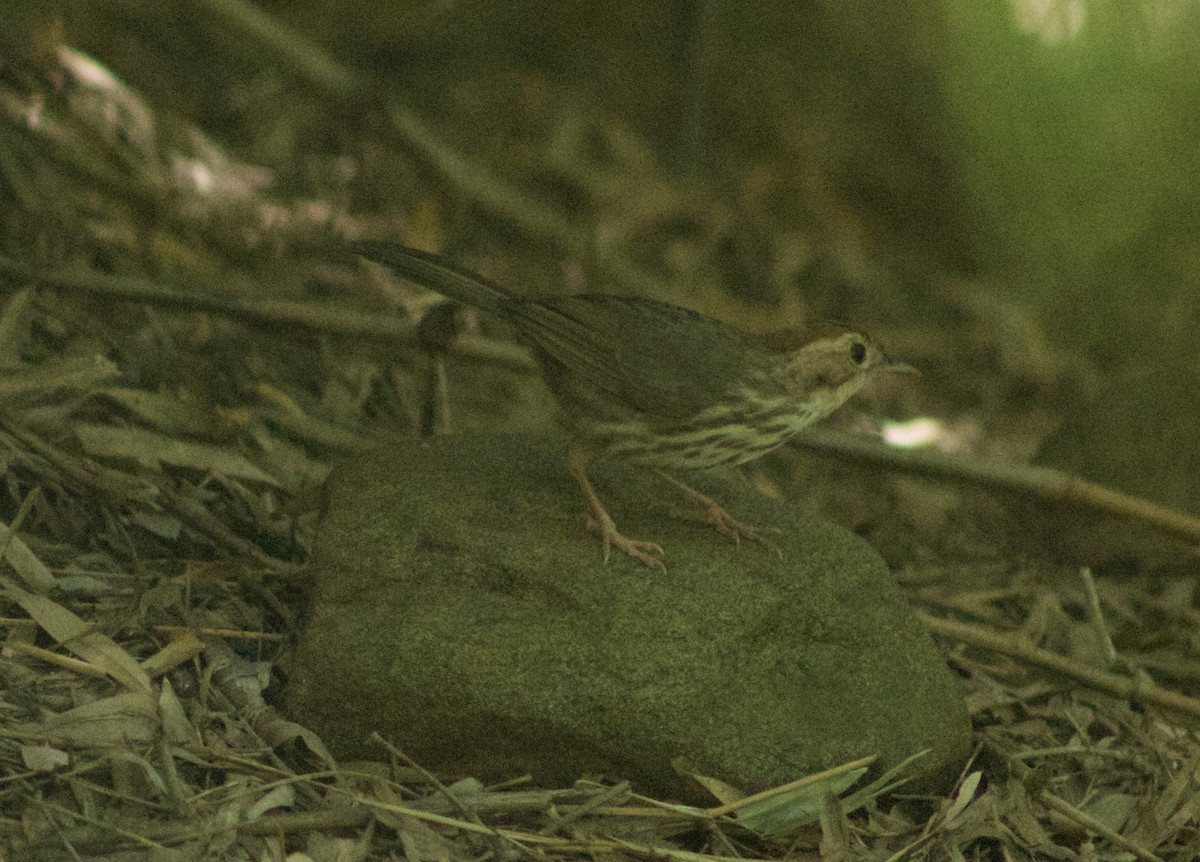 Puff-throated Babbler - ML623877305