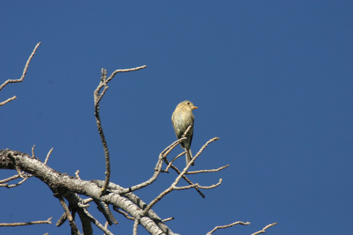 Buff-breasted Flycatcher - ML623877306