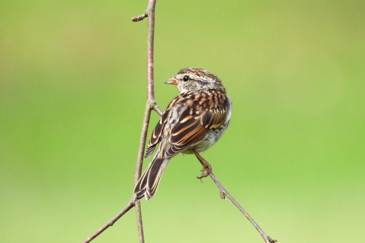 Chipping Sparrow - ML623877310