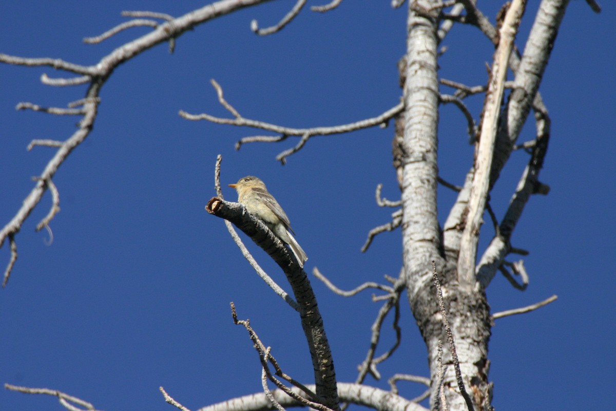 Buff-breasted Flycatcher - ML623877311