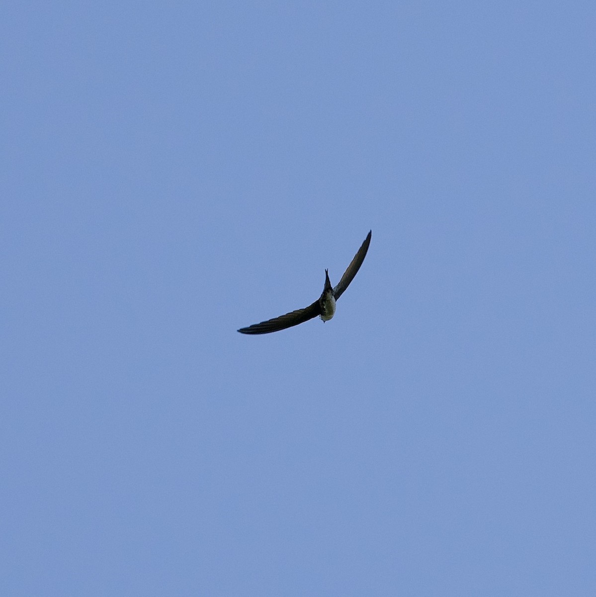 Fork-tailed Palm Swift - Peder Svingen