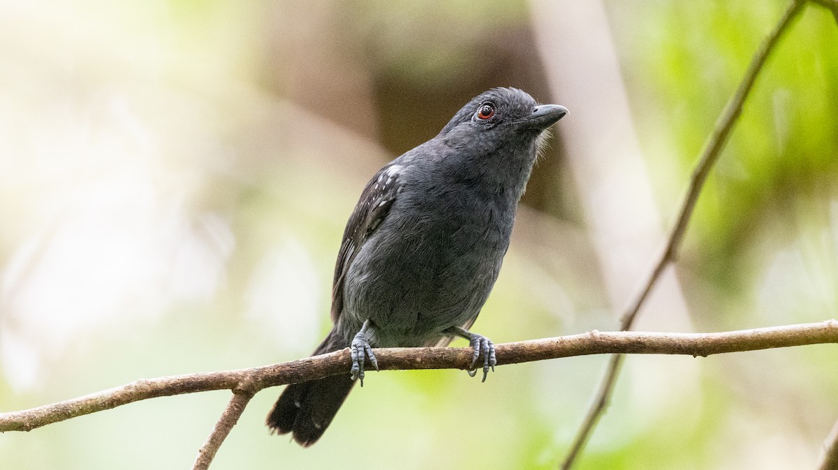 White-shouldered Antshrike - ML623877327