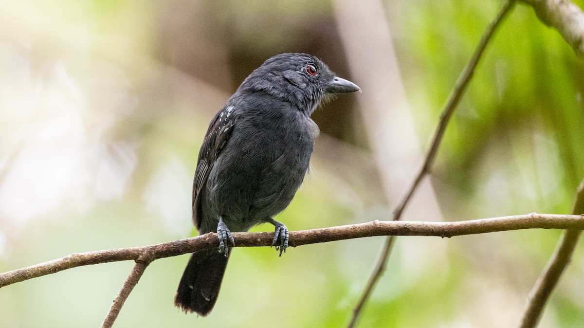 White-shouldered Antshrike - Steve McInnis