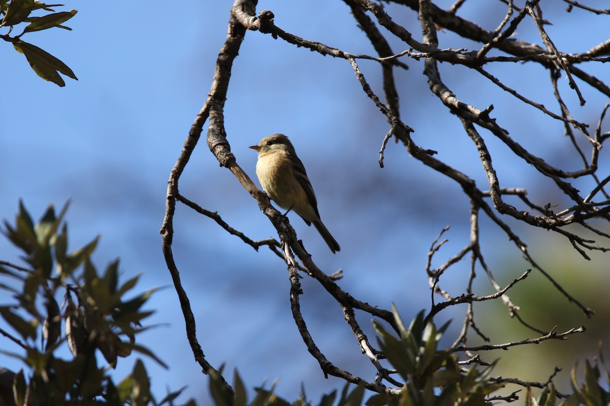 Buff-breasted Flycatcher - ML623877346