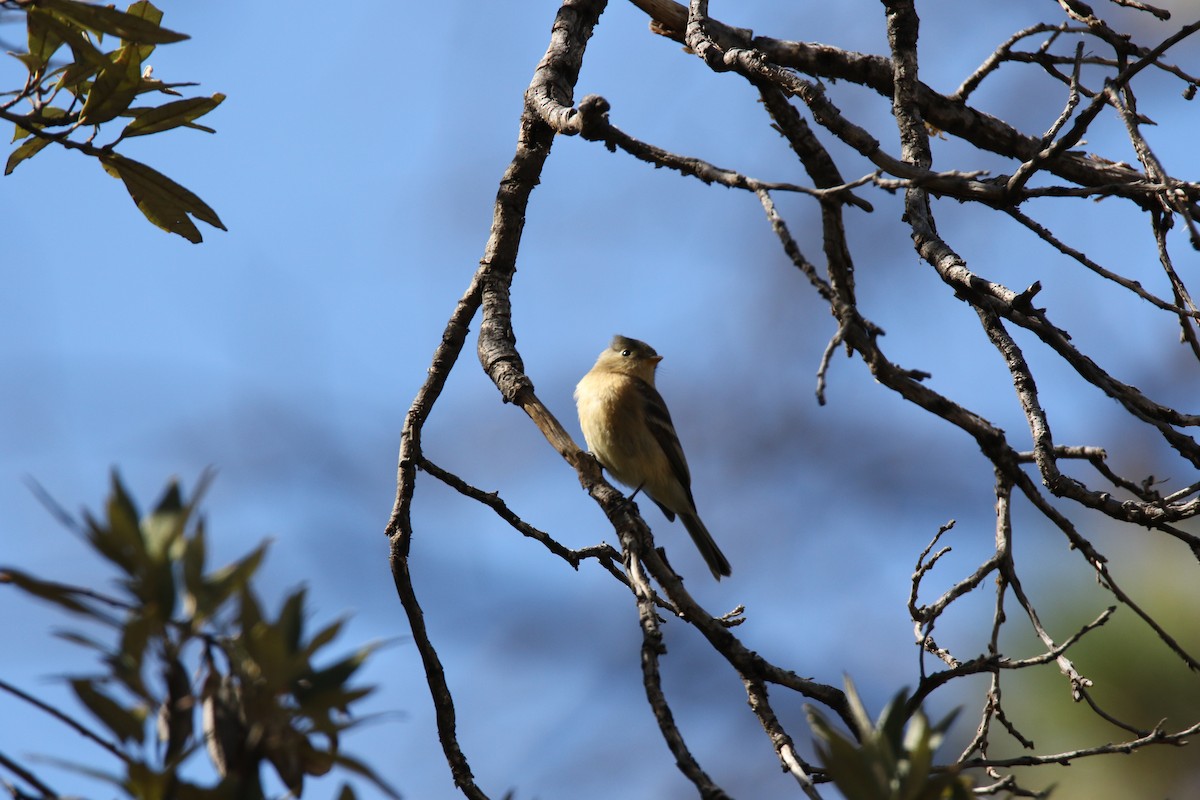 Buff-breasted Flycatcher - ML623877347