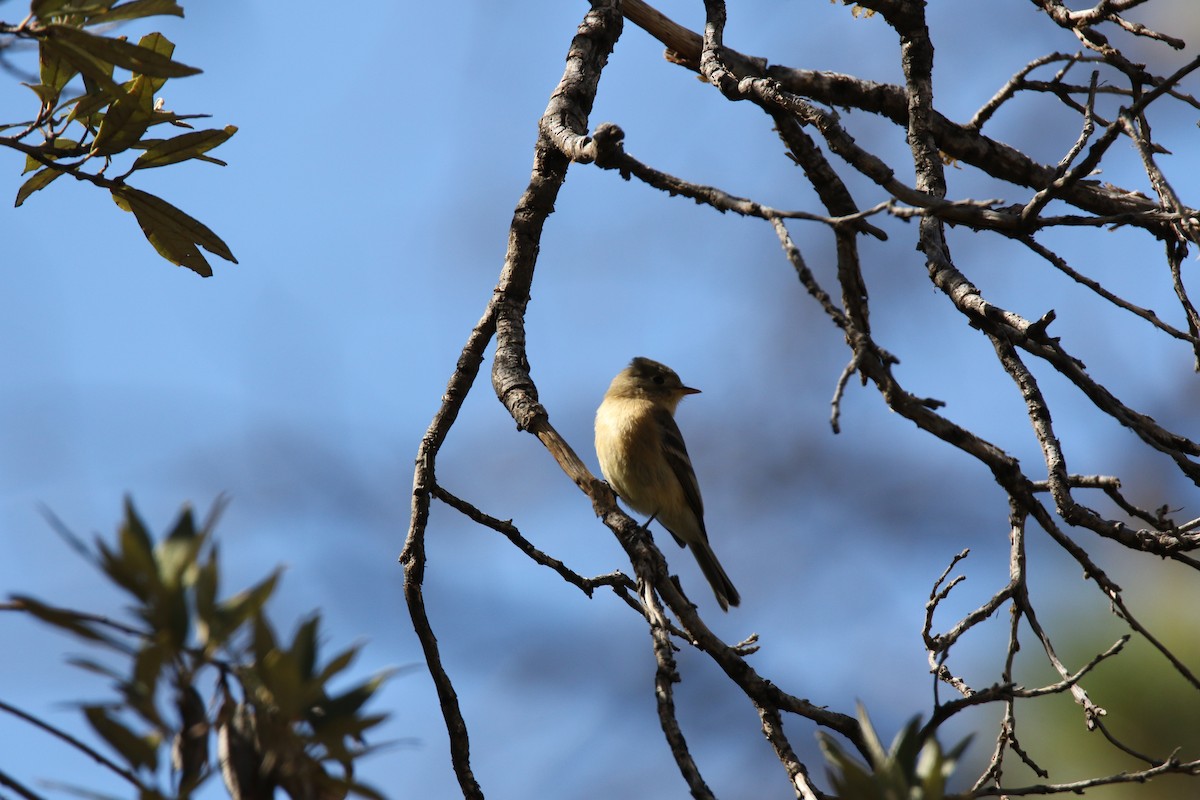 Buff-breasted Flycatcher - ML623877348