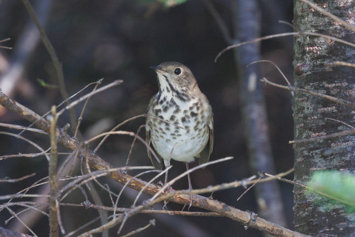 Hermit Thrush - ML623877349