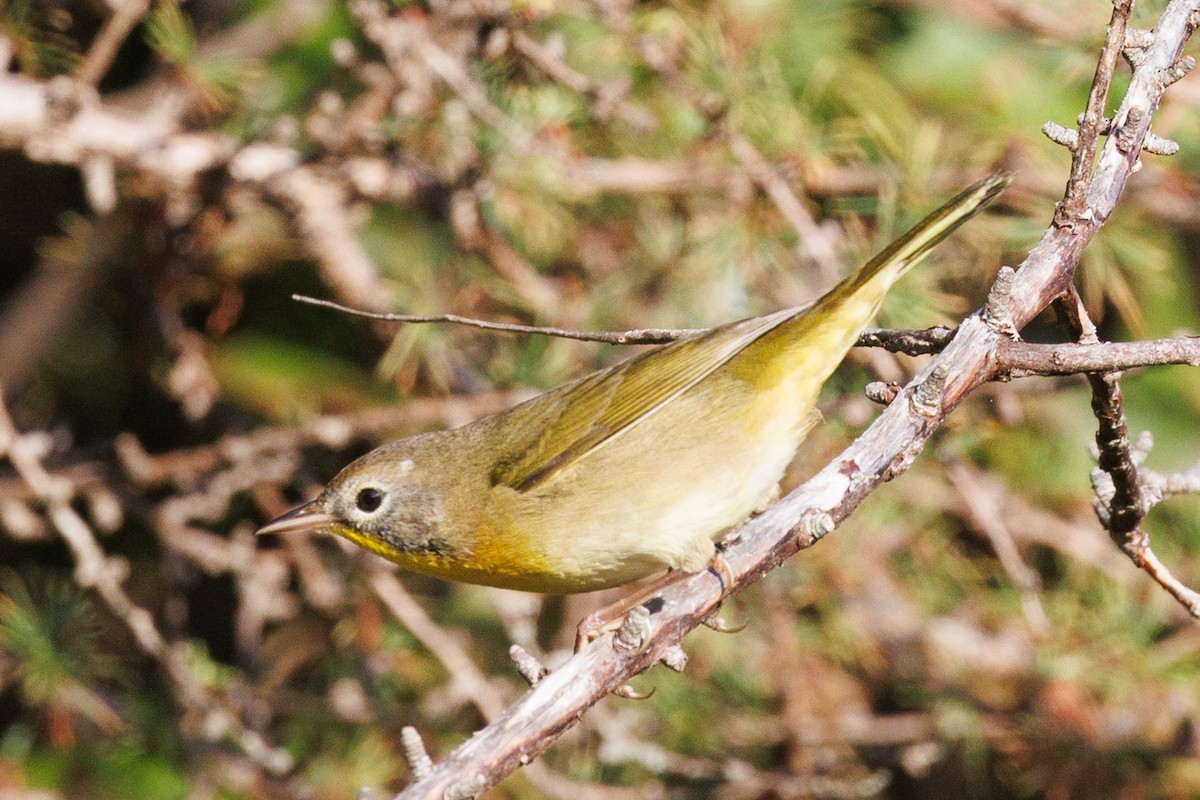 Common Yellowthroat - ML623877351