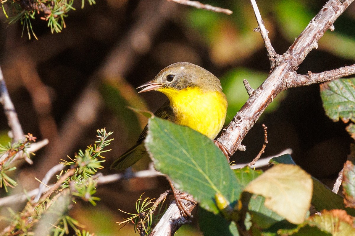 Common Yellowthroat - ML623877374