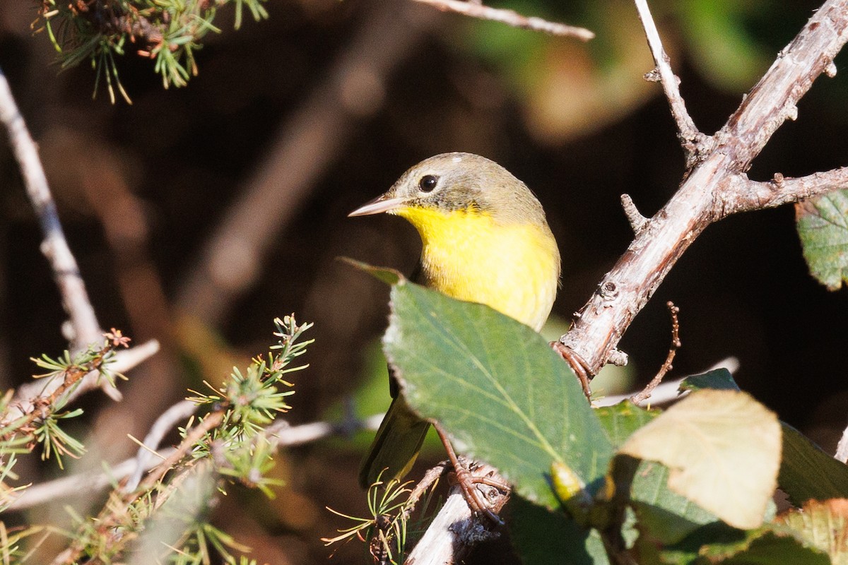 Common Yellowthroat - ML623877376