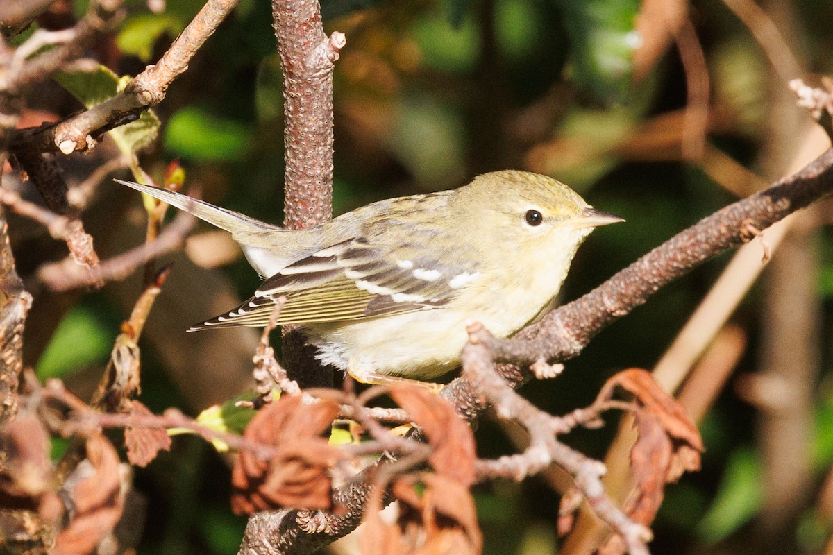 Blackpoll Warbler - ML623877383