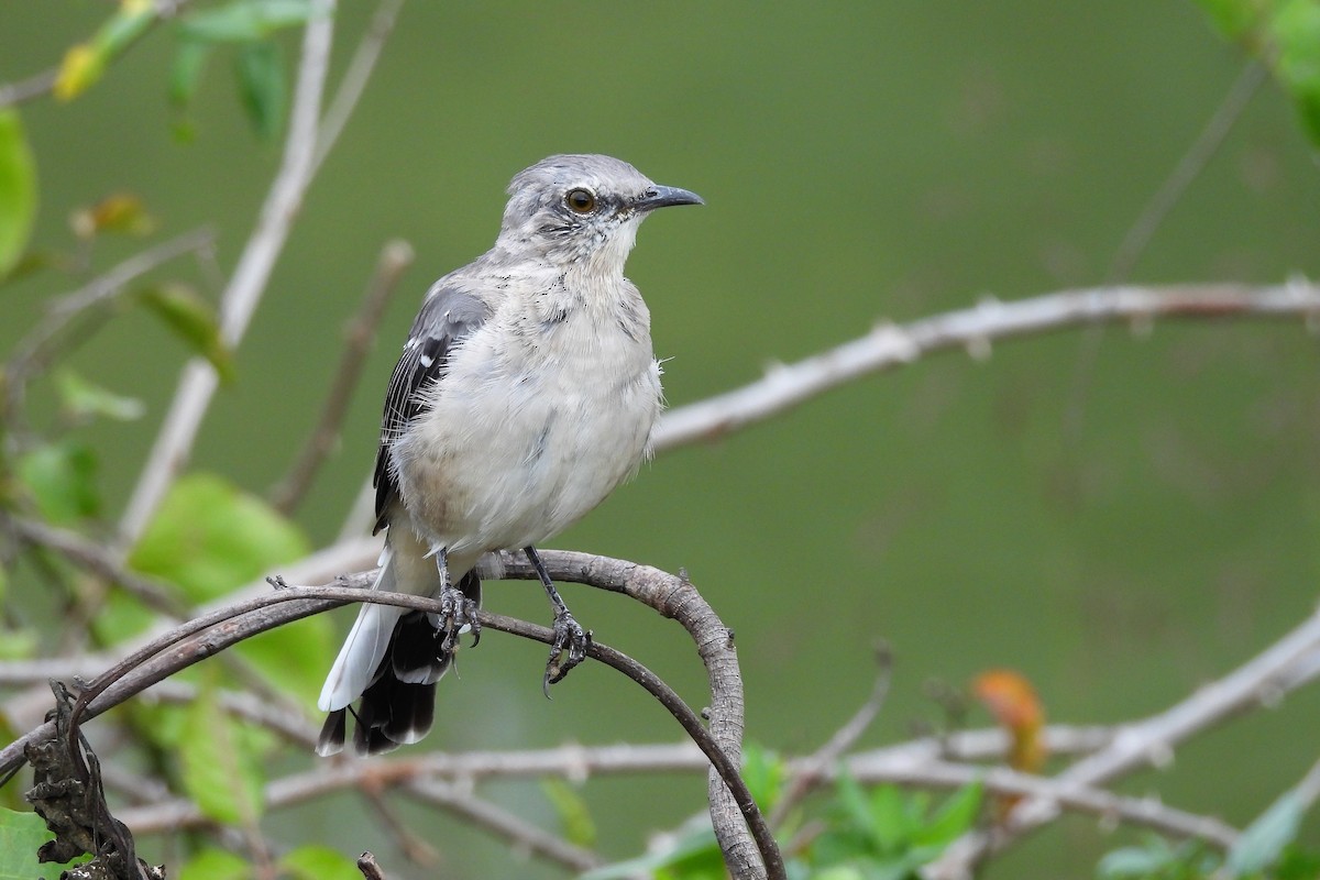 Northern Mockingbird - ML623877393