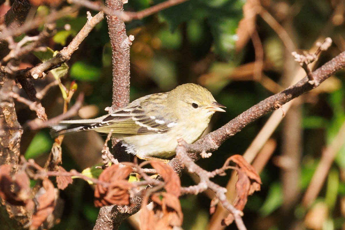 Blackpoll Warbler - ML623877394