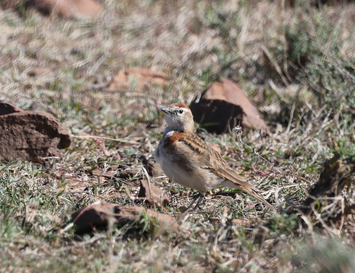 Red-capped Lark - ML623877395