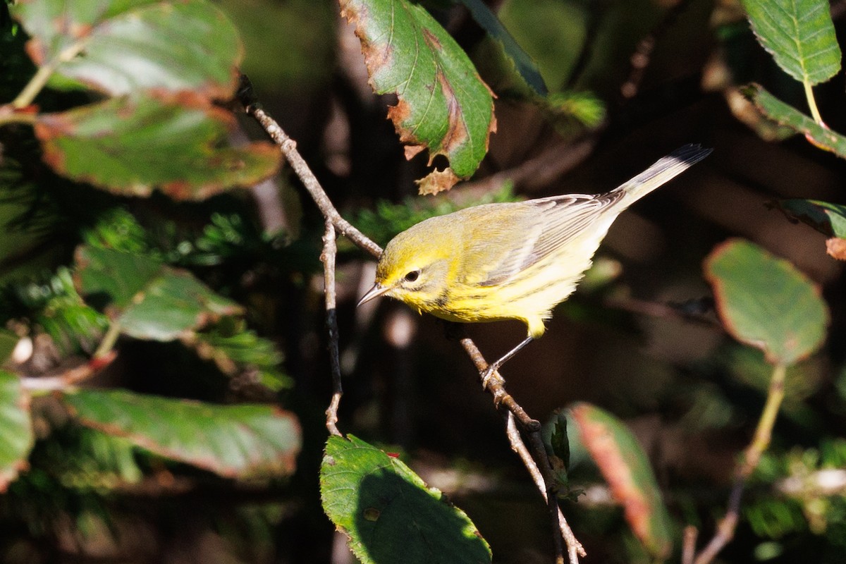 Prairie Warbler - ML623877400