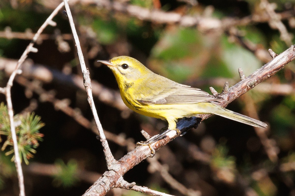 Prairie Warbler - ML623877403