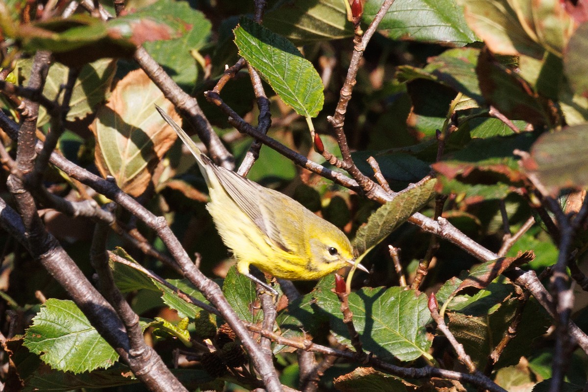 Prairie Warbler - ML623877407