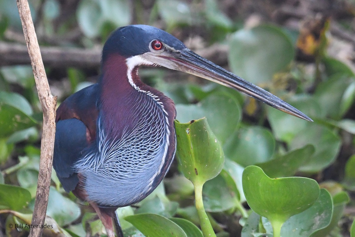 Agami Heron - ML623877424