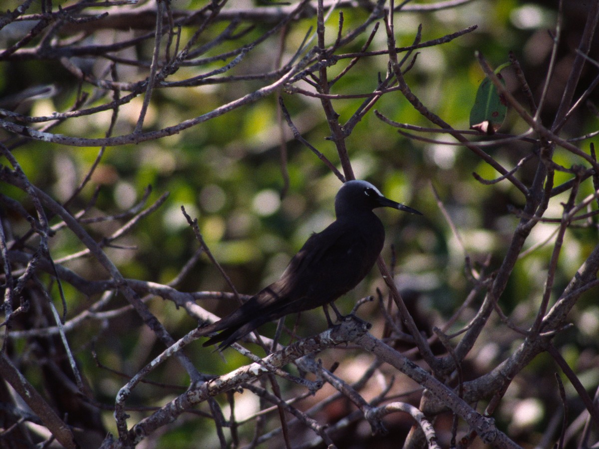 Black Noddy - ML623877442