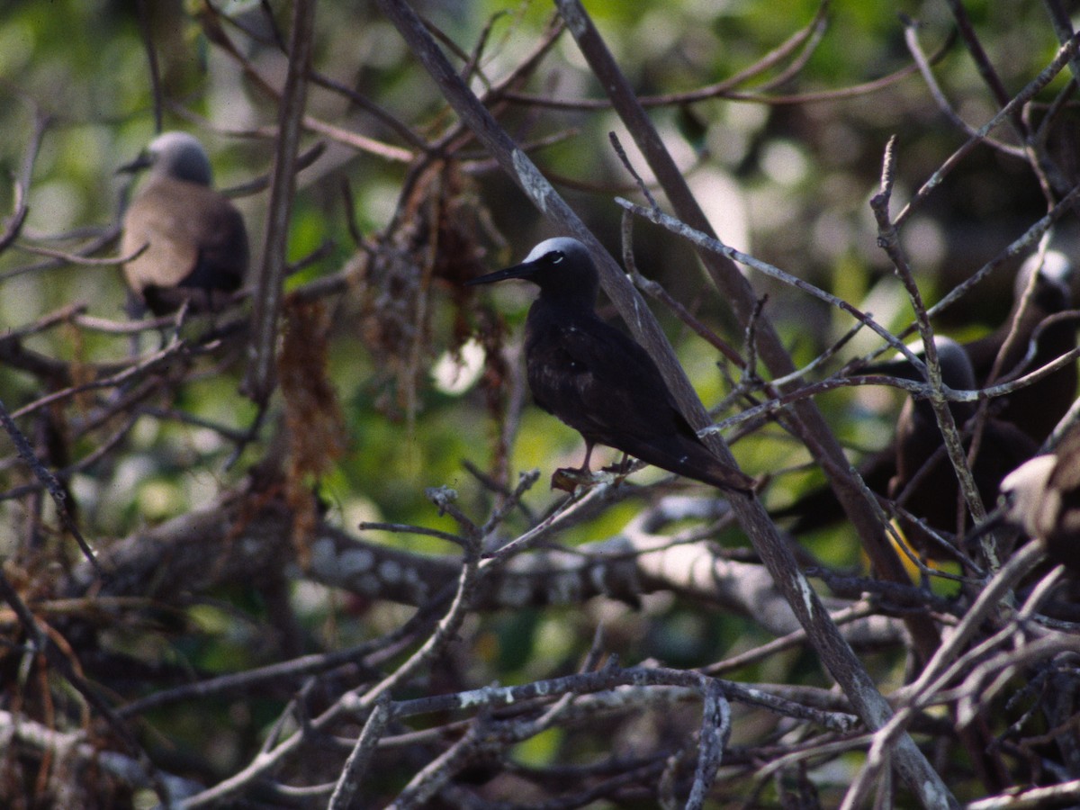 Black Noddy - Brad Carlson