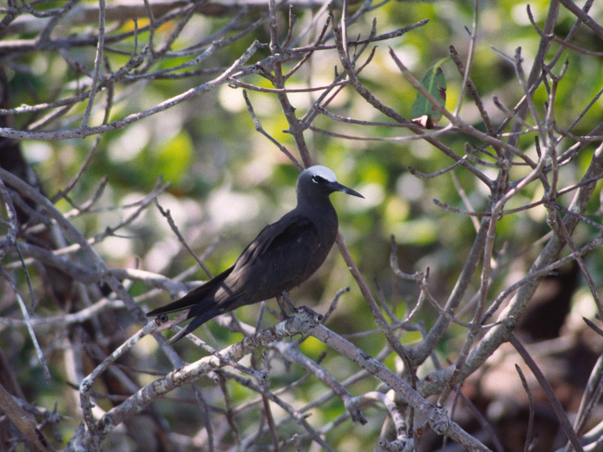 Black Noddy - ML623877445