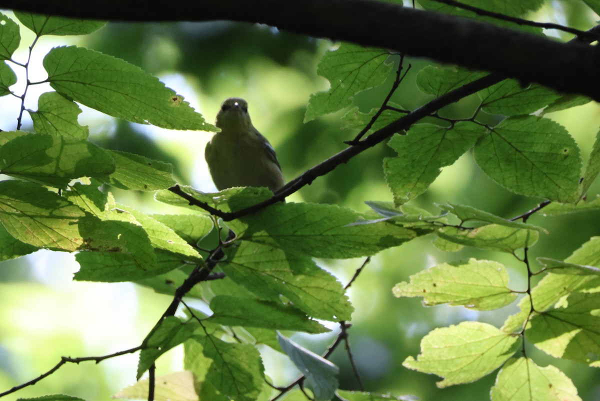 Bay-breasted Warbler - ML623877452