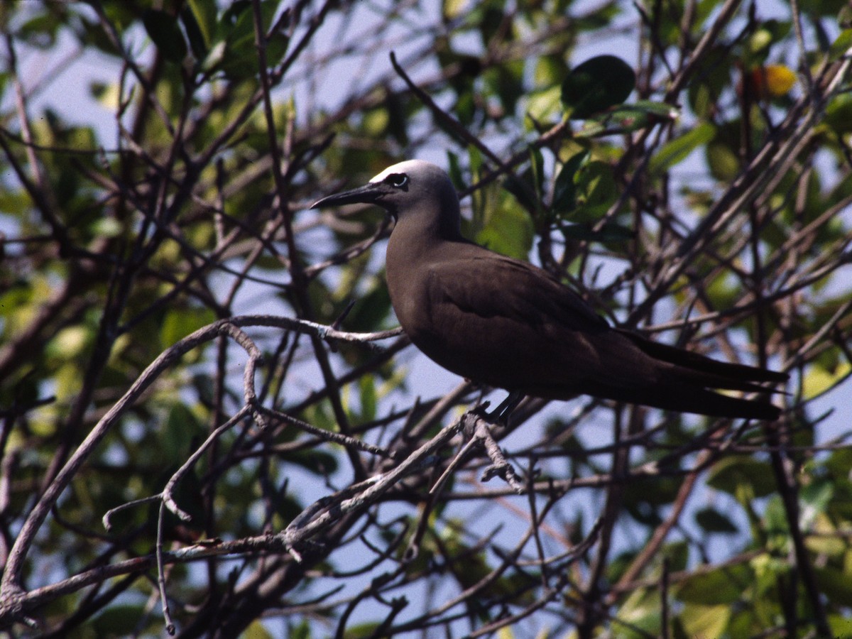 Brown Noddy - Brad Carlson