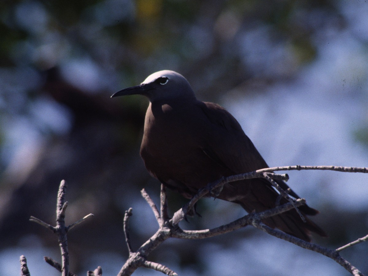 Brown Noddy - ML623877470