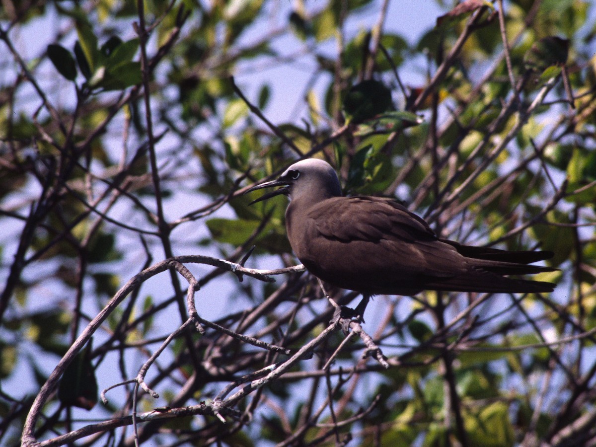 Brown Noddy - ML623877471