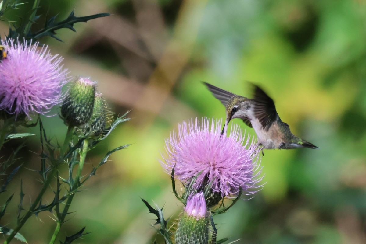 Ruby-throated Hummingbird - ML623877477