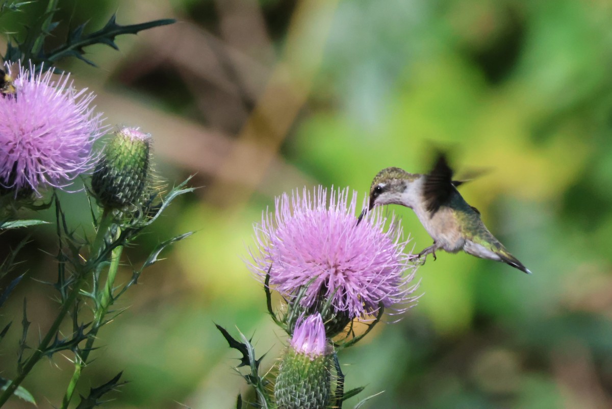 Ruby-throated Hummingbird - ML623877478