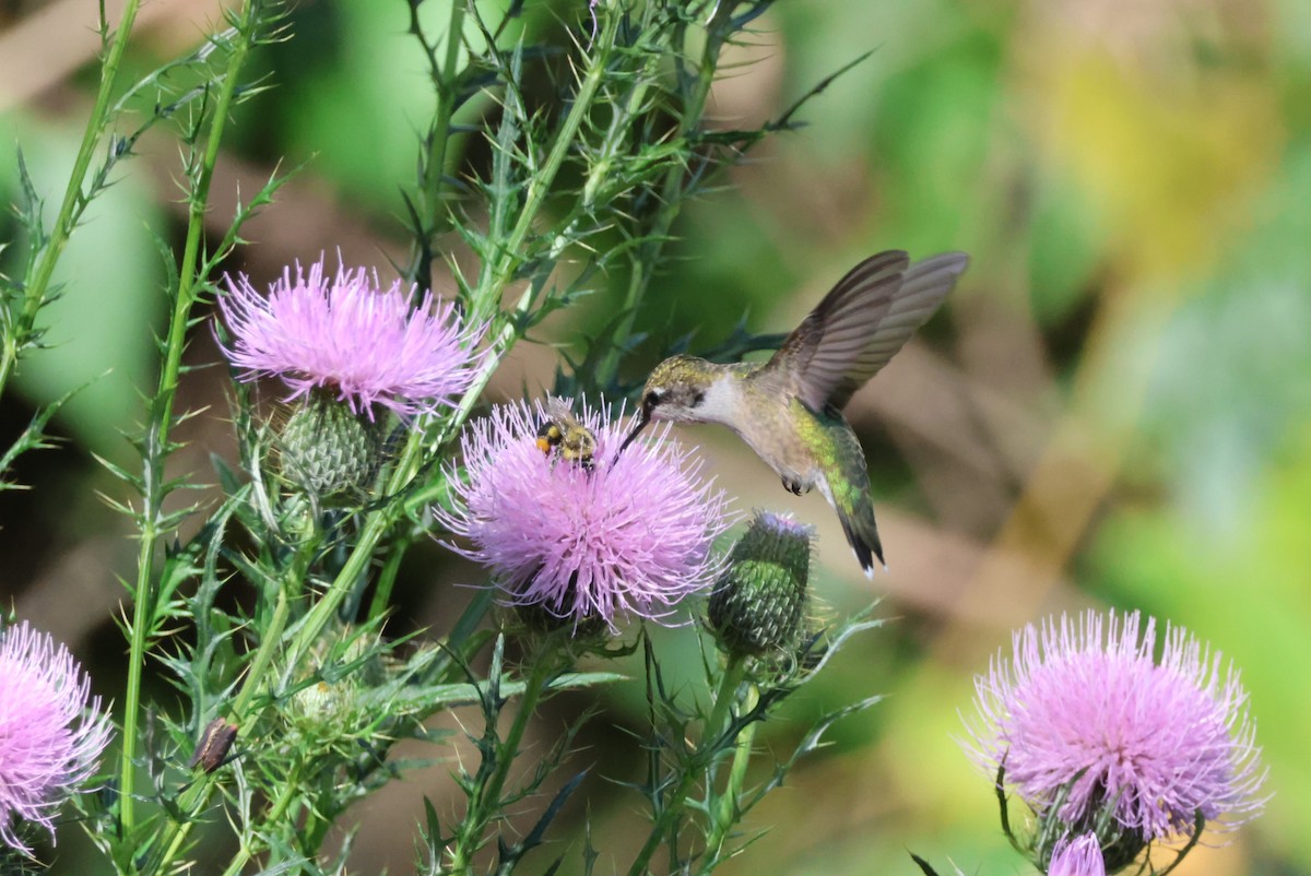 Ruby-throated Hummingbird - ML623877479