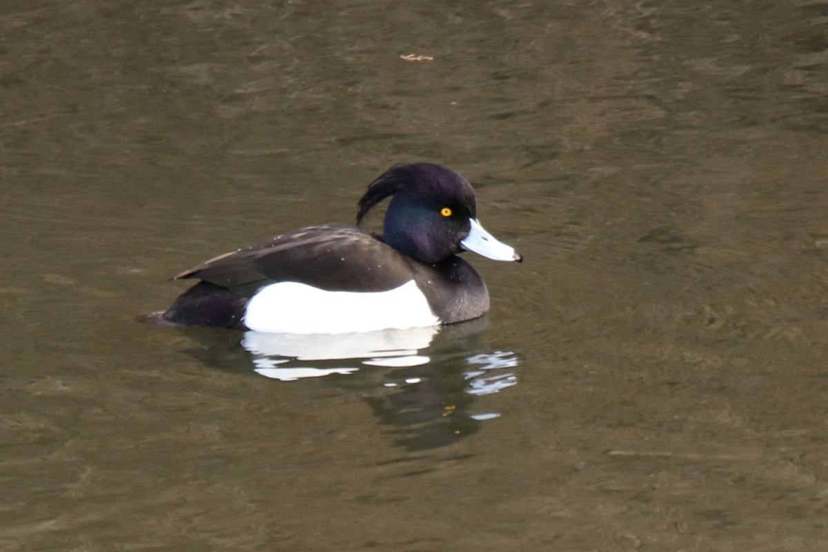 Tufted Duck - ML623877486