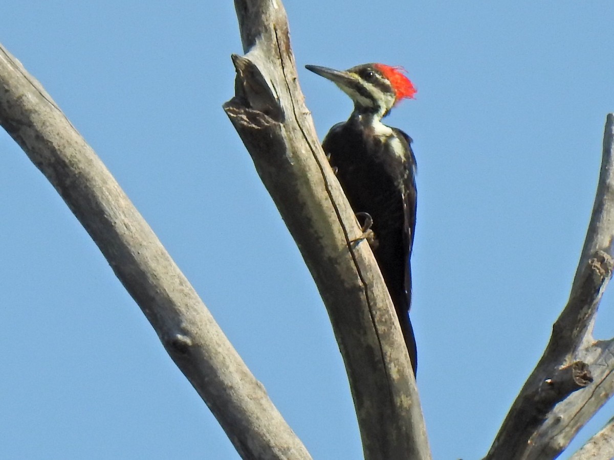 Pileated Woodpecker - ML623877510