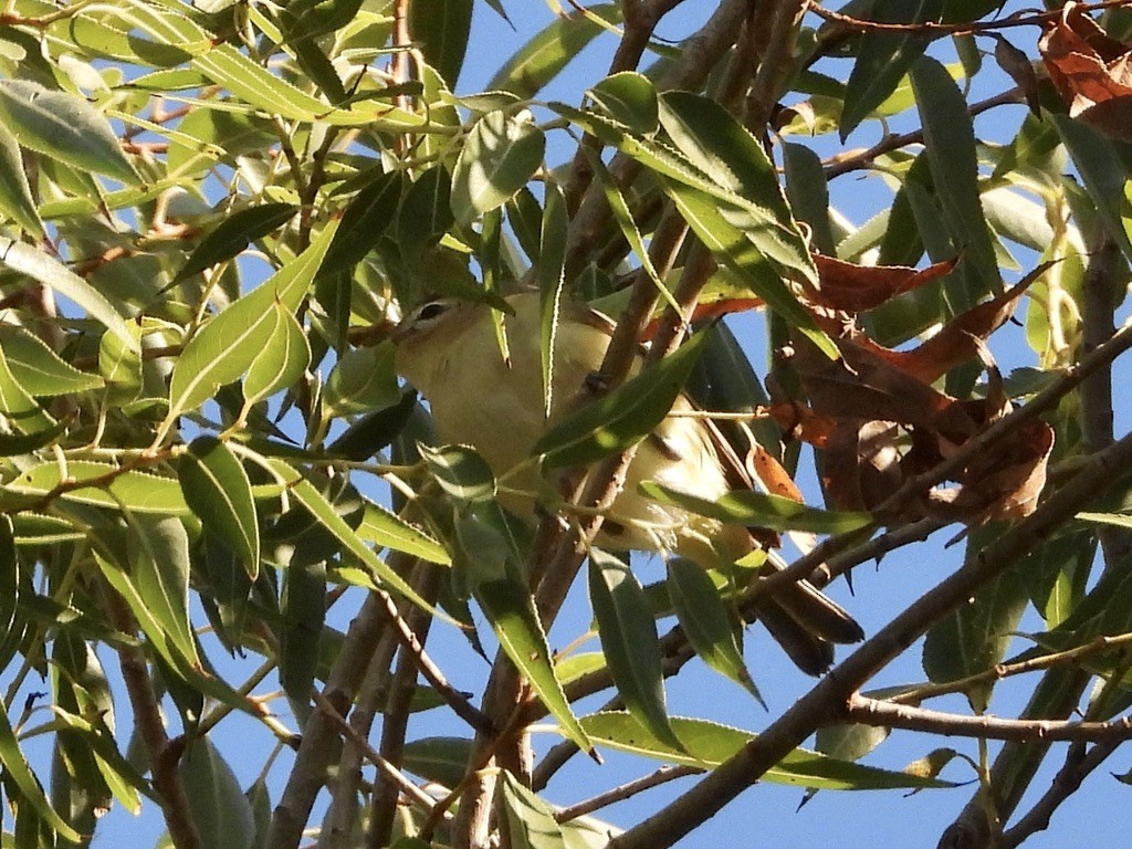 Ötücü Vireo - ML623877518