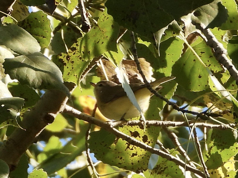 Ötücü Vireo - ML623877520