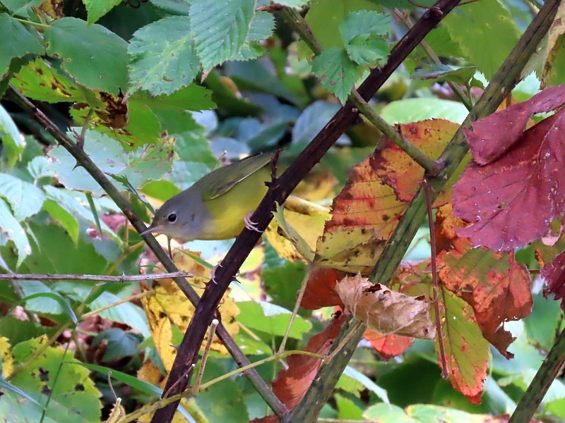 Mourning Warbler - ML623877539