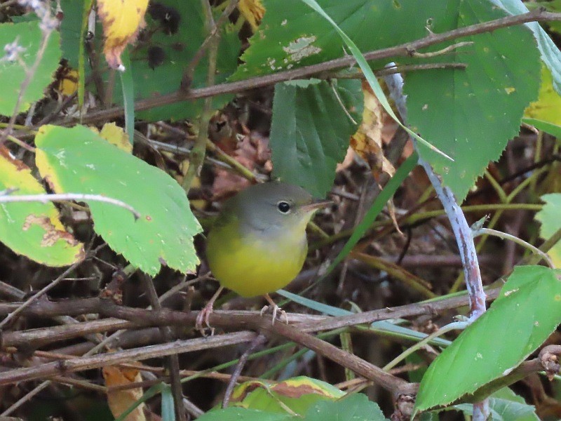 Mourning Warbler - ML623877540