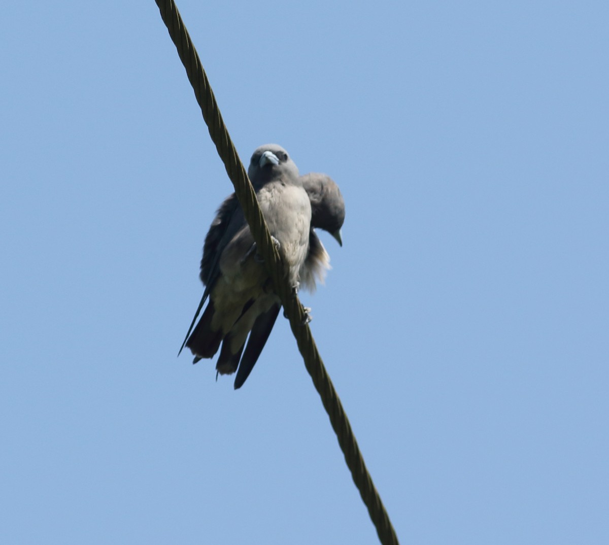 Ashy Woodswallow - ML623877561