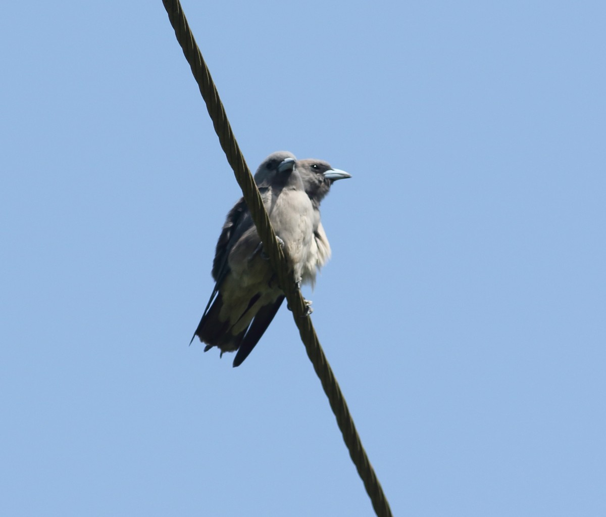 Ashy Woodswallow - ML623877562