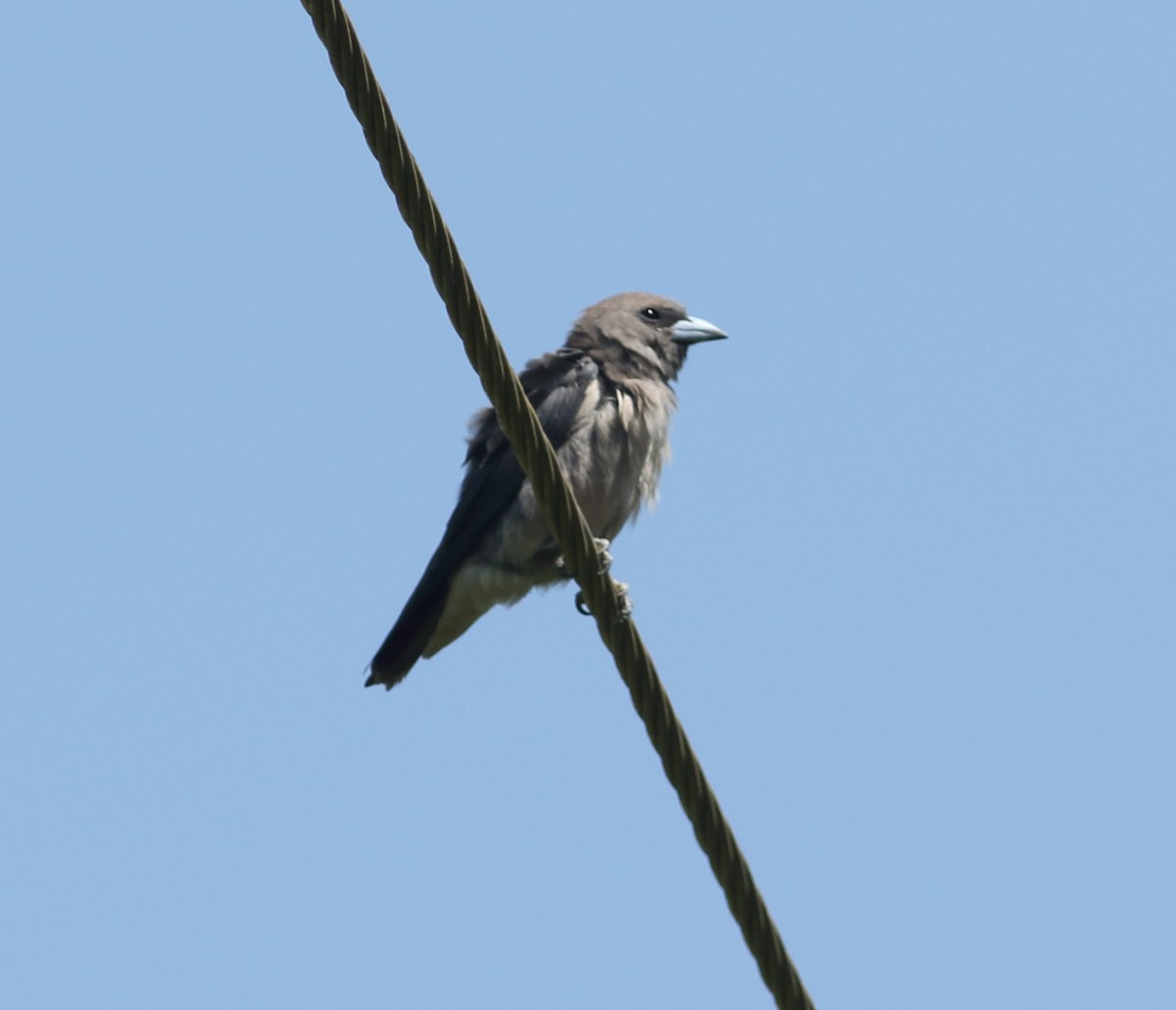 Ashy Woodswallow - Savio Fonseca (www.avocet-peregrine.com)