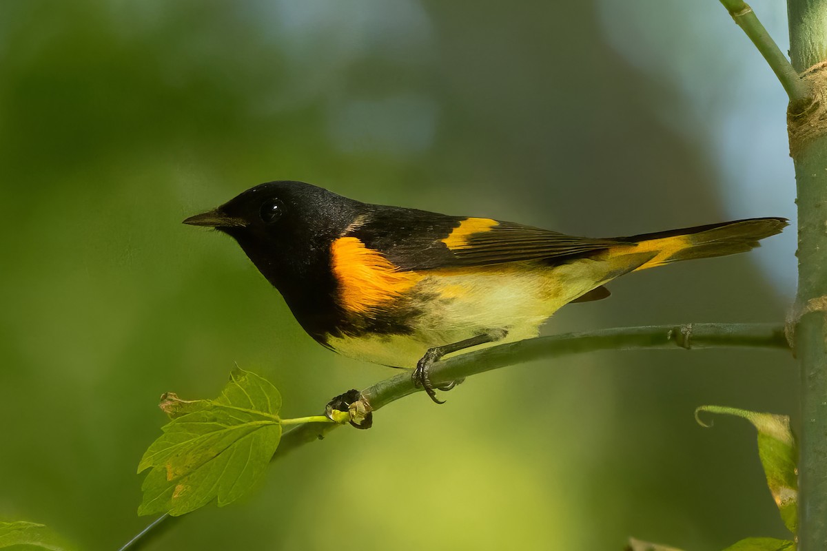 American Redstart - ML623877601